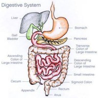 Digestion Basics